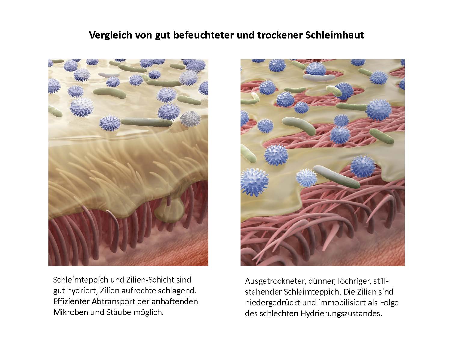 Vergleich von gut befeuchteter und trockener Schleimhaut